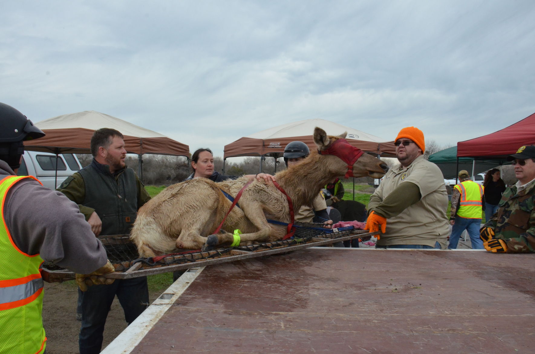 Tule elk capture and relocation effort